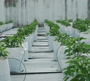 YUVAGREEN UV Treated Poly Grow Bags for Leafy Vegetable and Flower Plants (28 x 28 x 50 cm,White Outside, Black Inside) (15)