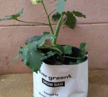 YUVAGREEN UV Treated Poly Grow Plastic Bags (White Outside, Black Inside) Terrace Gardening Grow Bag (28 x 28 x 50 cm)-Pack of 15