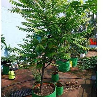 YUVAGREEN Plastic Big Size Terrace Gardening Grow Bag for Fruits, Banana, 24x24inch, 2x2ft Green