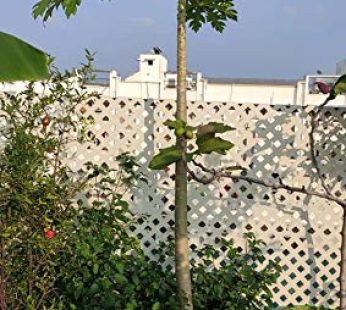 YUVAGREEN Terrace Gardening Leafy Vegetable Green Grow Bag (24″ X 24″) – (Pack of 5)