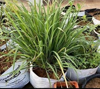 YUVAGREEN UV Treated Poly Grow Bags for Leafy Vegetable and Flower Plants (24 x 24 x 40 cm,White Outside, Black Inside) (5)