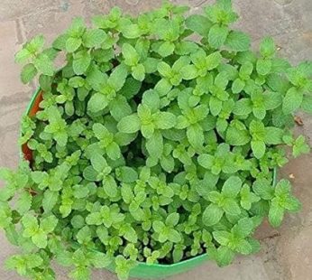 YUVAGREEN Terrace Gardening Leafy Vegetable HDPE Green With Orange UV Treated Grow Bags (12″ x 9″) Height Height, Pack Of 4, 22 Cm, 30 Cm