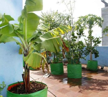 YUVAGREEN Heavy Duty Terrace Gardening Leafy Vegetable Green Grow Bag (24″ x 24″) – (Pack Of 4), 20 Cm