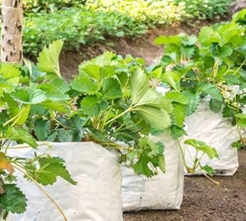 YUVAGREEN UV Treated Poly Grow Bags for Leafy Vegetable and Flower Plants (28 x 28 x 50 cm,White Outside, Black Inside) (8)